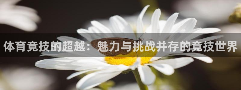 球派体育老版本下载：体育竞技的超越：魅力与挑战并存的竞技世界